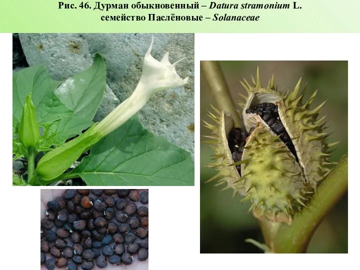 Рис. 46. Дурман обыкновенный – Datura stramonium L. семейство Паслёновые – Solanaceae