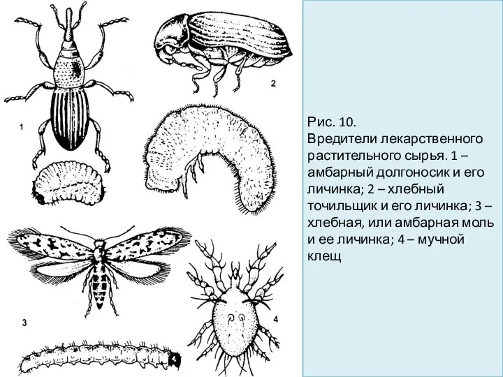 Рис. 10. Вредители лекарственного растительного сырья. 1 – амбарный долгоносик