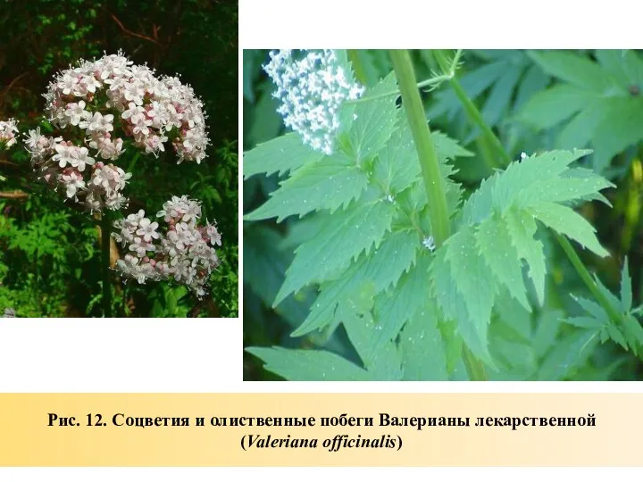 Рис. 12. Соцветия и олиственные побеги Валерианы лекарственной (Valeriana officinalis)