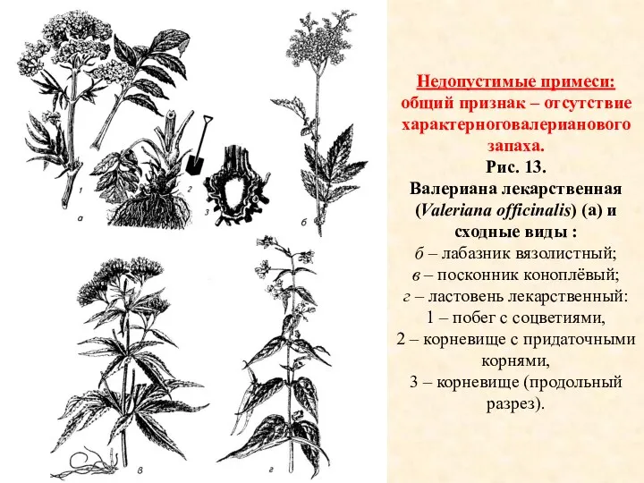 Недопустимые примеси: общий признак – отсутствие характерноговалерианового запаха. Рис. 13.