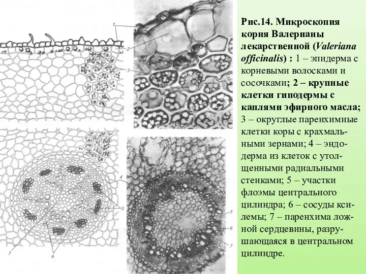 Рис.14. Микроскопия корня Валерианы лекарственной (Valeriana officinalis) : 1 –