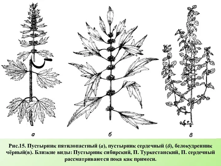 Рис.15. Пустырник пятилопастный (а), пустырник сердечный (б), белокудренник чёрный(в). Близкие