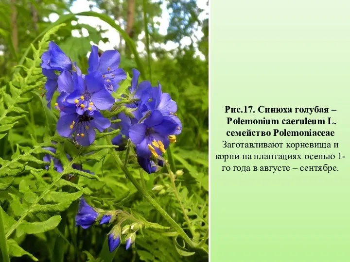 Рис.17. Синюха голубая – Polemonium caeruleum L. семейство Polemoniaceae Заготавливают