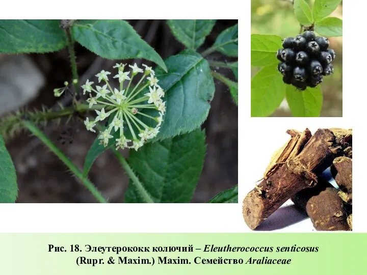 Рис. 18. Элеутерококк колючий – Eleutherococcus senticosus (Rupr. & Maxim.) Maxim. Семейство Araliaceae