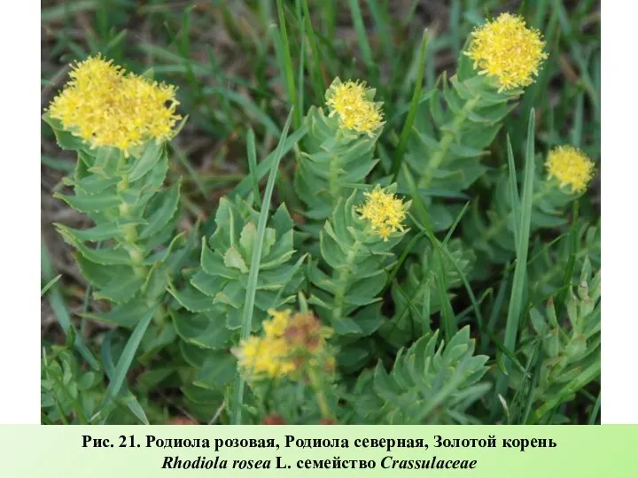 Рис. 21. Родиола розовая, Родиола северная, Золотой корень Rhodiola rosea L. семейство Crassulaceae