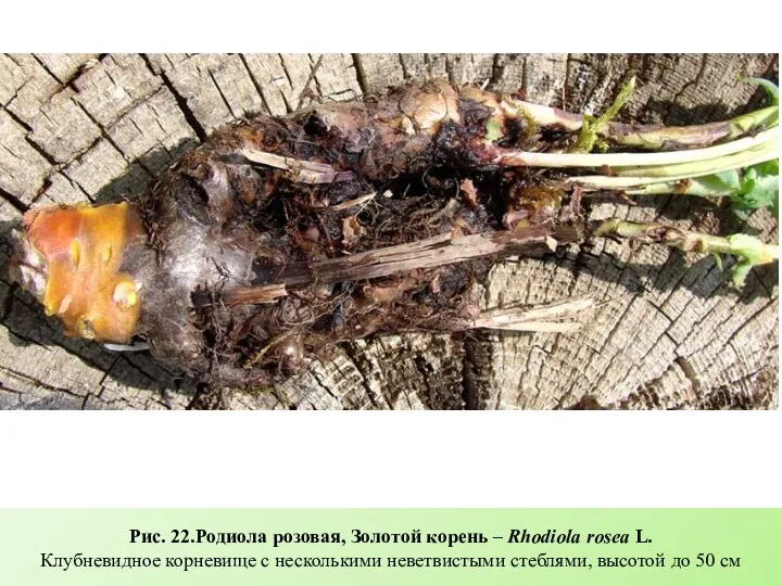 Рис. 22.Родиола розовая, Золотой корень – Rhodiola rosea L. Клубневидное