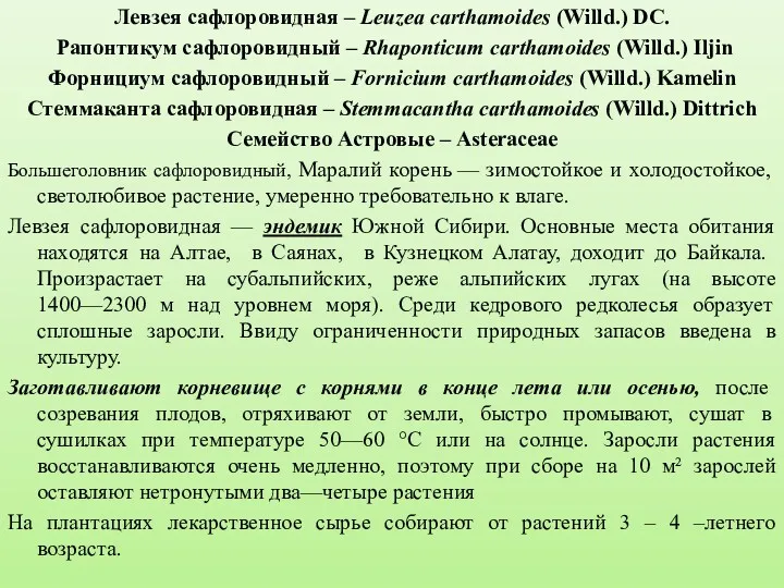 Левзея сафлоровидная – Leuzea carthamoides (Willd.) DC. Рапонтикум сафлоровидный –