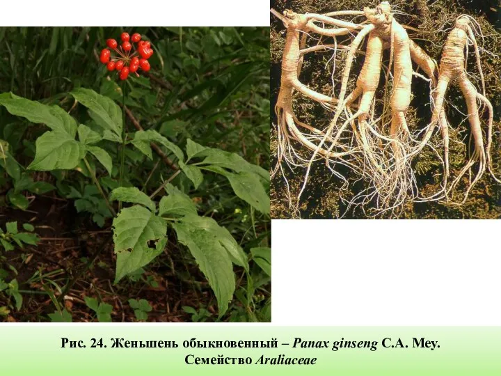 Рис. 24. Женьшень обыкновенный – Panax ginseng C.A. Mey. Семейство Araliaceae