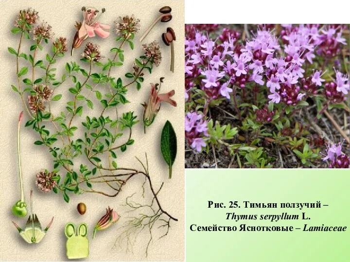 Рис. 25. Тимьян ползучий – Thymus serpyllum L. Семейство Яснотковые – Lamiaceae