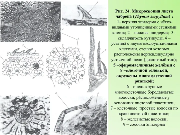 Рис. 24. Микроскопия листа чабреца (Thymus serpyllum) : 1- верхняя