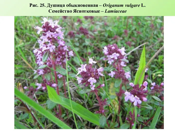 Рис. 25. Душица обыкновенная – Origanum vulgare L. Семейство Яснотковые – Lamiaceae