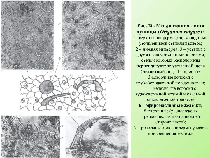Рис. 26. Микроскопия листа душицы (Origanum vulgare) : 1- верхняя