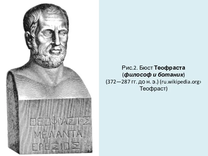 Рис.2. Бюст Теофраста (философ и ботаник) (372—287 гг. до н. э.) (ru.wikipedia.org›Теофраст)