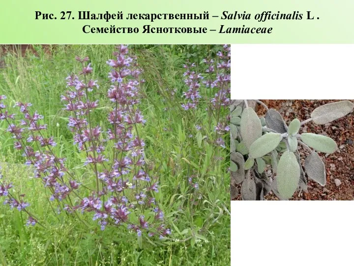 Рис. 27. Шалфей лекарственный – Salvia officinalis L . Семейство Яснотковые – Lamiaceae