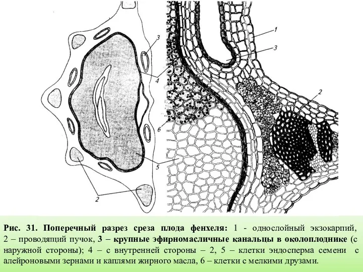 Рис. 31. Поперечный разрез среза плода фенхеля: 1 - однослойный