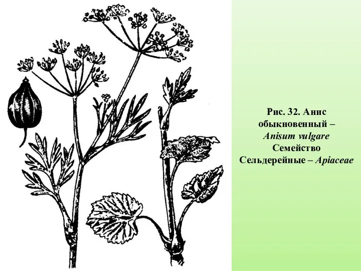 Рис. 32. Анис обыкновенный – Anisum vulgare Семейство Сельдерейные – Apiaceae