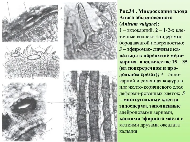 Рис.34 . Микроскопия плода Аниса обыкновенного (Anisum vulgare): 1 –