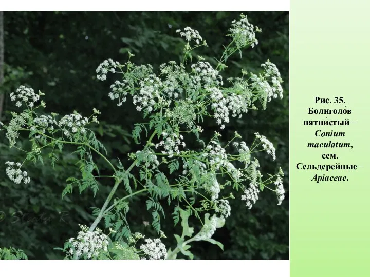 Рис. 35. Болиголо́в пятни́стый – Conium maculatum, сем. Сельдерейные – Apiaceae.