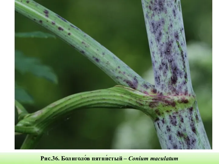 Рис.36. Болиголо́в пятни́стый – Conium maculatum