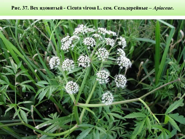Рис. 37. Вех ядовитый - Cicuta virosa L. сем. Сельдерейные – Apiaceae.