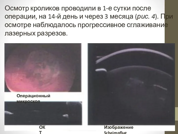 Осмотр кроликов проводили в 1-е сутки после операции, на 14-й