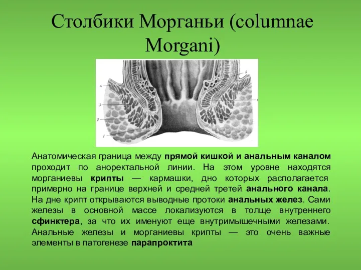 Столбики Морганьи (columnae Morgani) Анатомическая граница между прямой кишкой и