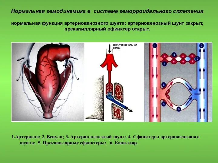 Нормальная гемодинамика в системе геморроидального сплетения нормальная функция артериовенозного шунта: