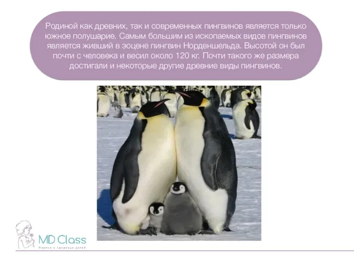 Родиной как древних, так и современных пингвинов является только южное