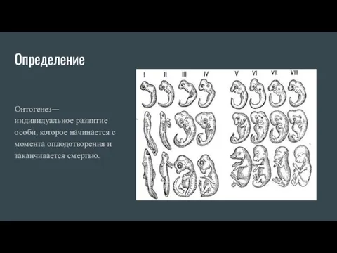 Определение Онтогенез—индивидуальное развитие особи, которое начинается с момента оплодотворения и заканчивается смертью.