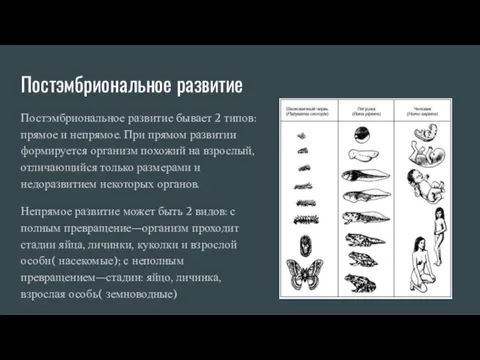 Постэмбриональное развитие Постэмбриональное развитие бывает 2 типов: прямое и непрямое.