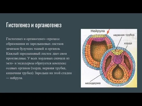 Гистогенез и органогенез Гистогенез и органогенез—процесс образования из зародышевых листков