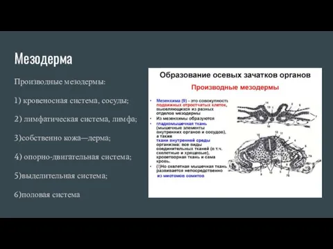 Мезодерма Производные мезодермы: 1) кровеносная система, сосуды; 2) лимфатическая система,