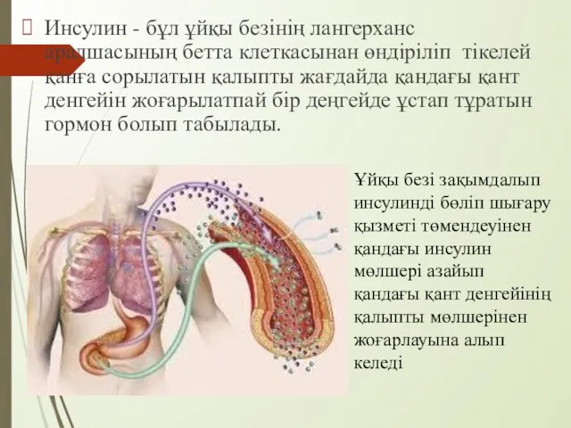 Инсулин - бұл ұйқы безінің лангерханс аралшасының бетта клеткасынан өндіріліп