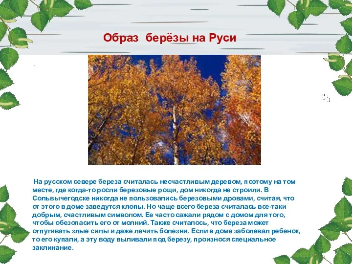 На русском севере береза считалась несчастливым деревом, поэтому на том