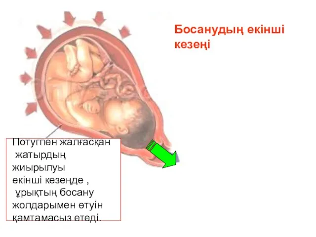 Босанудың екінші кезеңі Потугпен жалғасқан жатырдың жиырылуы екінші кезеңде , ұрықтың босану жолдарымен өтуін қамтамасыз етеді.