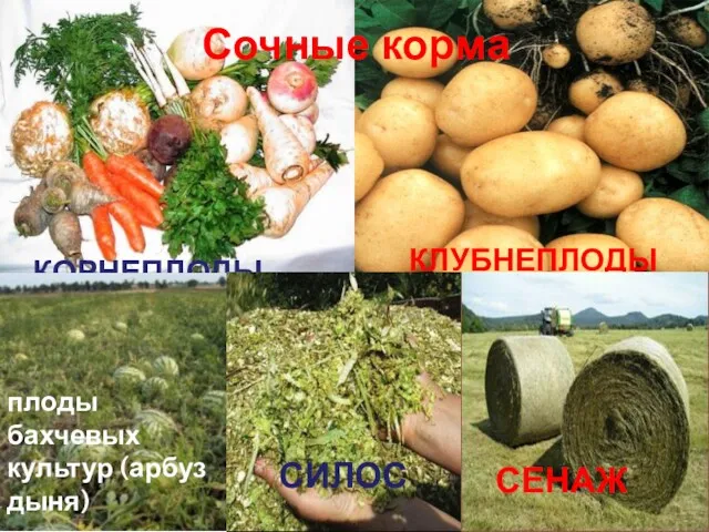 Сочные корма КОРНЕПЛОДЫ КЛУБНЕПЛОДЫ плоды бахчевых культур (арбуз дыня) СИЛОС СЕНАЖ