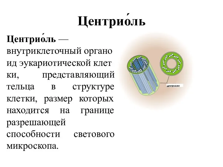 Центрио́ль Центрио́ль — внутриклеточный органоид эукариотической клетки, представляющий тельца в