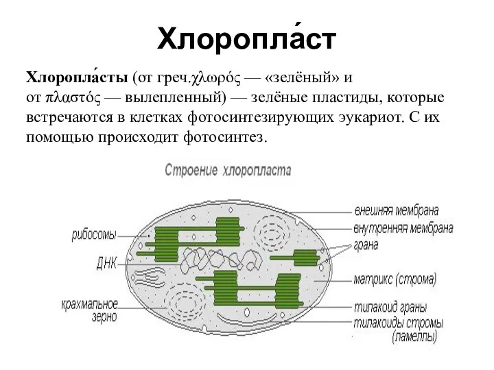 Хлоропла́ст Хлоропла́сты (от греч.χλωρός — «зелёный» и от πλαστός —