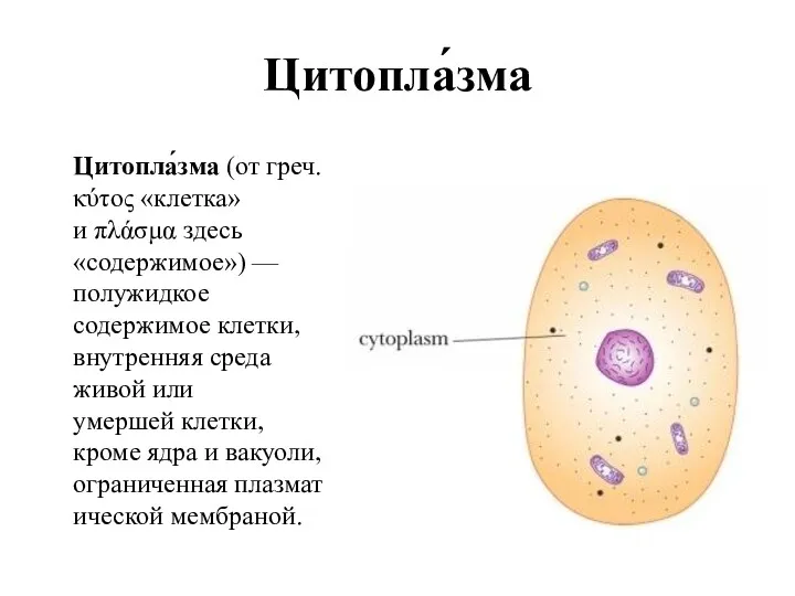 Цитопла́зма Цитопла́зма (от греч. κύτος «клетка» и πλάσμα здесь «содержимое»)