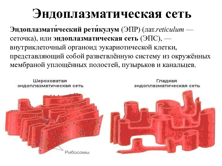 Эндоплазматическая сеть Эндоплазмати́ческий рети́кулум (ЭПР) (лат.reticulum — сеточка), или эндоплазматическая