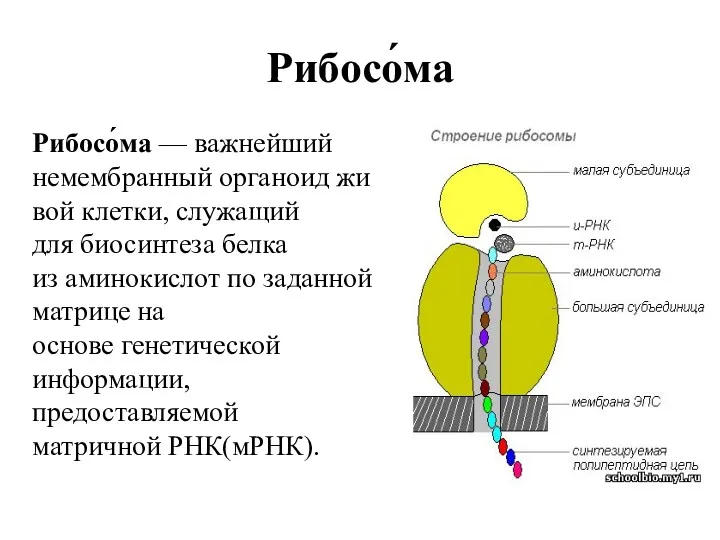 Рибосо́ма Рибосо́ма — важнейший немембранный органоид живой клетки, служащий для