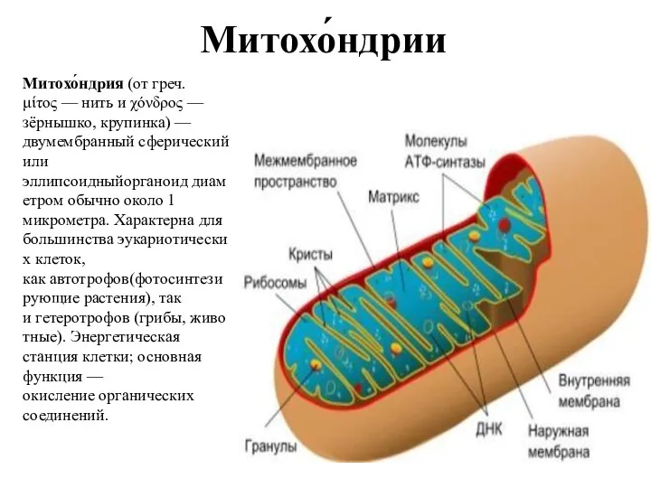 Митохо́ндрии Митохо́ндрия (от греч. μίτος — нить и χόνδρος —