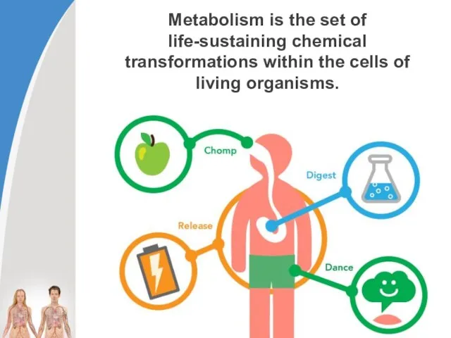Metabolism is the set of life-sustaining chemical transformations within the cells of living organisms.