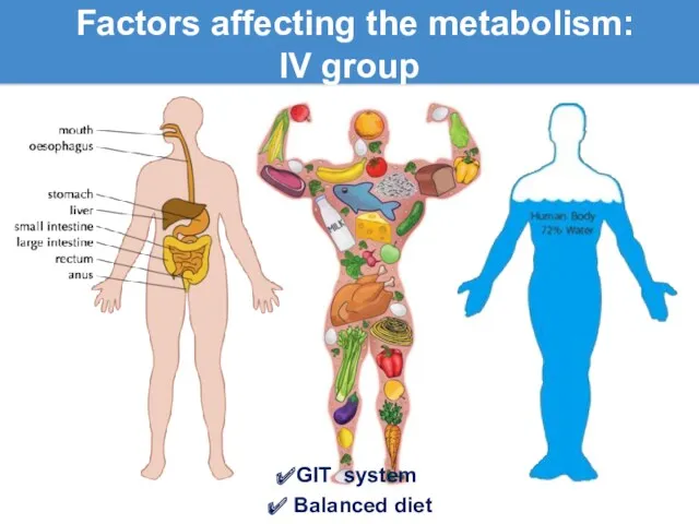 Factors affecting the metabolism: lV group GIT system Balanced diet Water regime