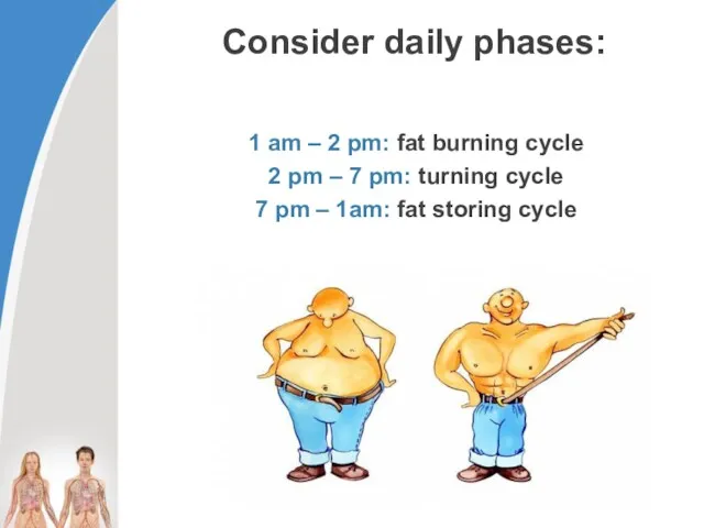 Consider daily phases: 1 am – 2 pm: fat burning cycle 2 pm