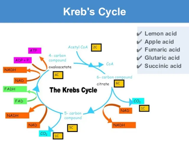 Kreb's Cycle Lemon acid Apple acid Fumaric acid Glutaric acid Succinic acid