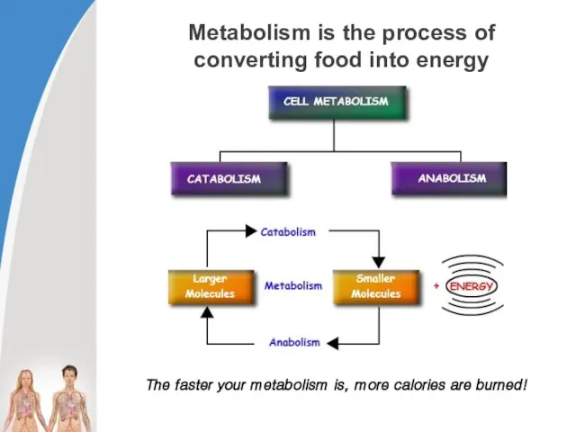 Metabolism is the process of converting food into energy The faster your metabolism