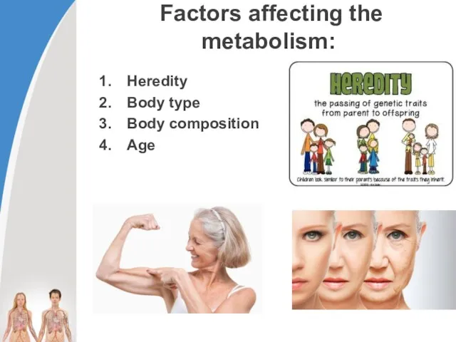 Factors affecting the metabolism: Heredity Body type Body composition Age