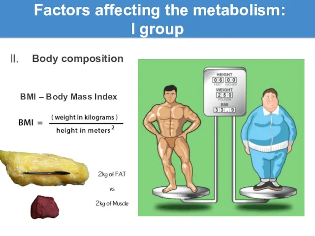 Factors affecting the metabolism: l group Body composition BMI – Body Mass Index