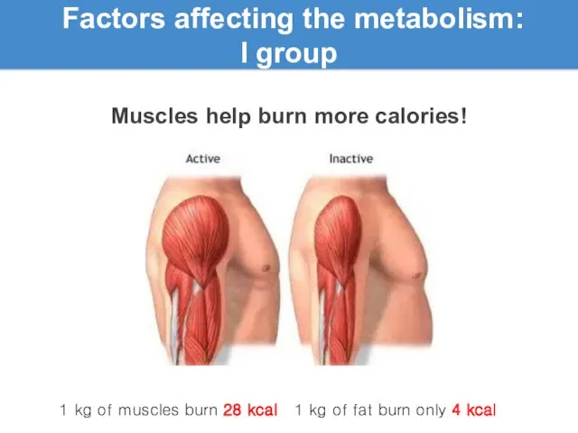 Factors affecting the metabolism: l group Muscles help burn more calories! 1 kg
